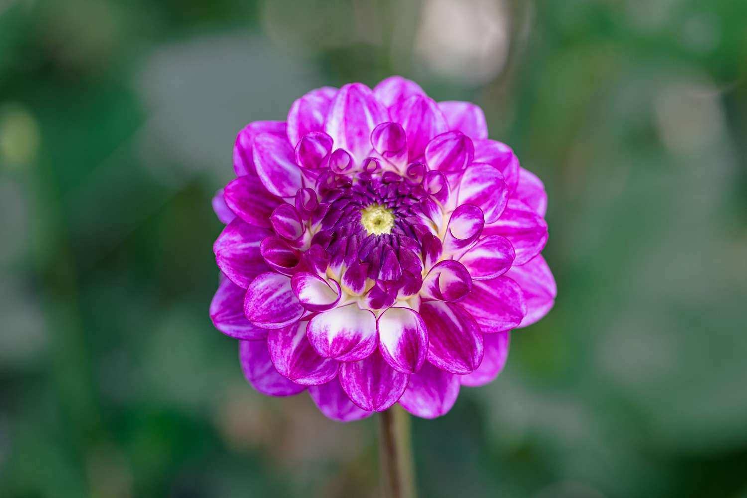 Dahlia 'Dreaming Maid'